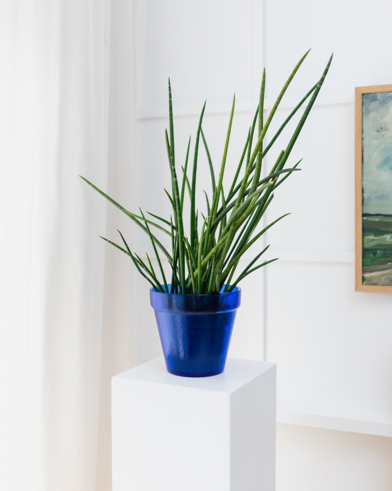 XL Flowerpot made of blue glass - Mid Century Design - Italy - 1970s - Bottega Jacobs
